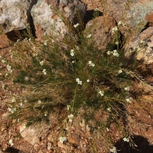 Arabidella trisecta at Tibooburra, NSW - 4 Jul 2021