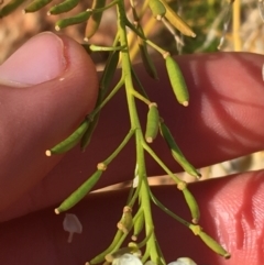 Arabidella trisecta at Tibooburra, NSW - 4 Jul 2021 12:37 PM