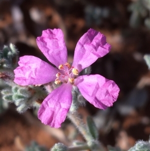 Frankenia serpyllifolia at Tibooburra, NSW - 4 Jul 2021