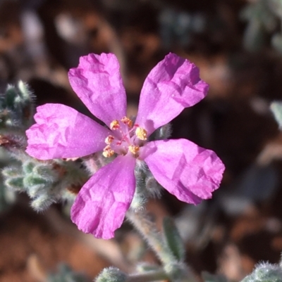 Frankenia serpyllifolia (Thyme Sea-Heath) at Tibooburra, NSW - 4 Jul 2021 by NedJohnston