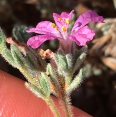 Frankenia serpyllifolia at Tibooburra, NSW - 4 Jul 2021