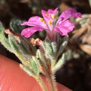 Frankenia serpyllifolia at Tibooburra, NSW - 4 Jul 2021