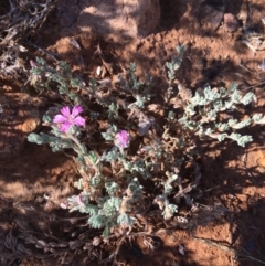 Frankenia serpyllifolia at Tibooburra, NSW - 4 Jul 2021