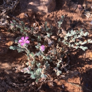 Frankenia serpyllifolia at Tibooburra, NSW - 4 Jul 2021 01:02 PM