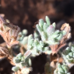 Frankenia serpyllifolia at Tibooburra, NSW - 4 Jul 2021