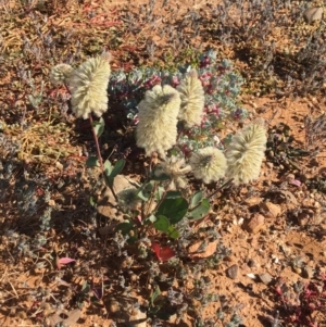 Ptilotus nobilis at Tibooburra, NSW - 4 Jul 2021