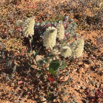 Ptilotus nobilis (Broad Foxtail, Yellow-tails) at Tibooburra, NSW - 4 Jul 2021 by NedJohnston