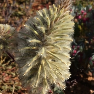 Ptilotus nobilis at Tibooburra, NSW - 4 Jul 2021