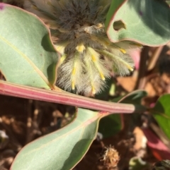 Ptilotus nobilis at Tibooburra, NSW - 4 Jul 2021