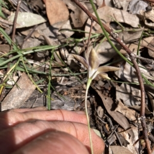 Wahlenbergia luteola at Watson, ACT - 18 Nov 2021