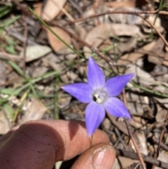 Wahlenbergia luteola at Watson, ACT - 18 Nov 2021