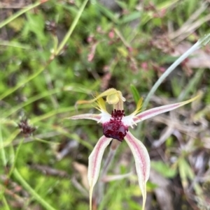 Caladenia parva at Bungendore, NSW - suppressed