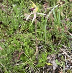 Caladenia parva at Bungendore, NSW - suppressed