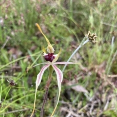 Caladenia parva at Bungendore, NSW - suppressed