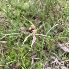 Caladenia parva at Bungendore, NSW - suppressed