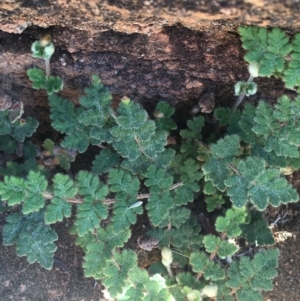 Cheilanthes lasiophylla at Tibooburra, NSW - 4 Jul 2021