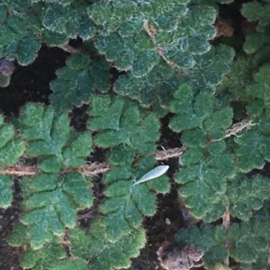 Cheilanthes lasiophylla at Tibooburra, NSW - 4 Jul 2021