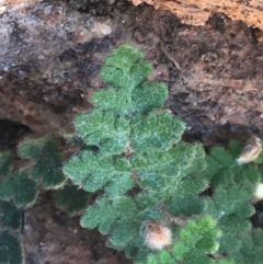 Cheilanthes lasiophylla at Tibooburra, NSW - 4 Jul 2021 02:22 PM