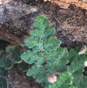 Cheilanthes lasiophylla at Tibooburra, NSW - 4 Jul 2021