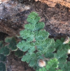 Cheilanthes lasiophylla at Tibooburra, NSW - 4 Jul 2021