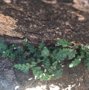 Cheilanthes lasiophylla at Tibooburra, NSW - 4 Jul 2021