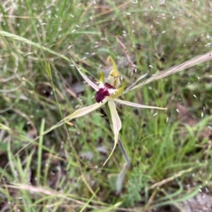 Caladenia parva at Bungendore, NSW - 21 Nov 2021