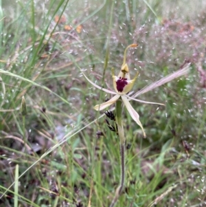 Caladenia parva at Bungendore, NSW - 21 Nov 2021