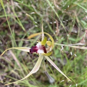 Caladenia parva at Bungendore, NSW - 21 Nov 2021