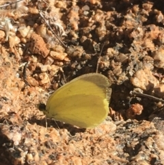 Eurema smilax (Small Grass-yellow) at Tibooburra, NSW - 4 Jul 2021 by NedJohnston