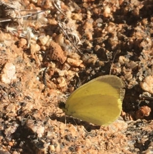 Eurema smilax at Tibooburra, NSW - 4 Jul 2021