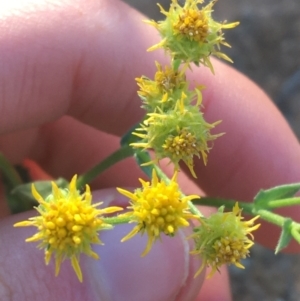 Calotis latiuscula at Tibooburra, NSW - 4 Jul 2021