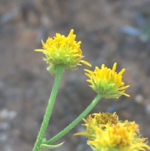 Calotis latiuscula at Tibooburra, NSW - 4 Jul 2021