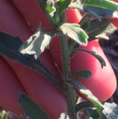 Calotis latiuscula at Tibooburra, NSW - 4 Jul 2021 04:27 PM