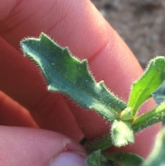 Calotis latiuscula at Tibooburra, NSW - 4 Jul 2021