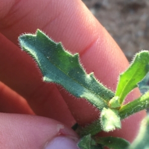 Calotis latiuscula at Tibooburra, NSW - 4 Jul 2021 04:27 PM