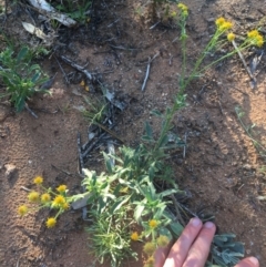 Calotis latiuscula at Tibooburra, NSW - 4 Jul 2021