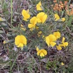 Gompholobium huegelii (Pale Wedge Pea) at Bungendore, NSW - 21 Nov 2021 by yellowboxwoodland