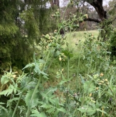 Sonchus oleraceus (Annual Sowthistle) at Watson, ACT - 12 Nov 2021 by waltraud