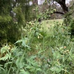 Sonchus oleraceus (Annual Sowthistle) at Watson, ACT - 11 Nov 2021 by waltraud