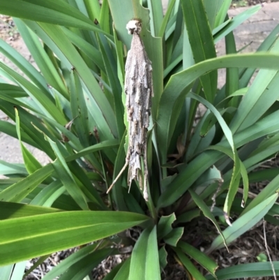 Metura elongatus (Saunders' case moth) at Yarralumla, ACT - 21 Nov 2021 by MMV