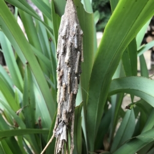 Metura elongatus at Yarralumla, ACT - 21 Nov 2021