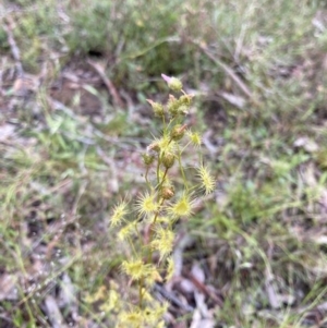 Drosera gunniana at Bungendore, NSW - 21 Nov 2021 05:41 PM