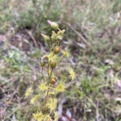 Drosera gunniana at Bungendore, NSW - 21 Nov 2021 05:41 PM