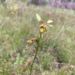Diuris sulphurea (Tiger Orchid) at Bungendore, NSW - 21 Nov 2021 by yellowboxwoodland