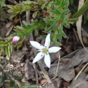 Rhytidosporum procumbens at Mount Fairy, NSW - 1 Nov 2021 12:30 PM