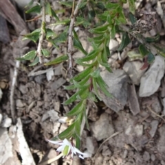 Rhytidosporum procumbens at Mount Fairy, NSW - 1 Nov 2021 12:30 PM