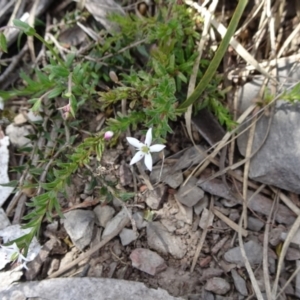 Rhytidosporum procumbens at Mount Fairy, NSW - 1 Nov 2021 12:30 PM