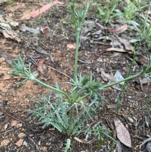 Eryngium ovinum at Deakin, ACT - 19 Nov 2021 07:36 PM