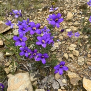 Cheiranthera linearis at Gundaroo, NSW - 21 Nov 2021 02:23 PM