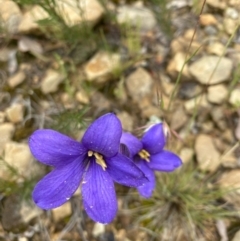 Cheiranthera linearis at Gundaroo, NSW - 21 Nov 2021